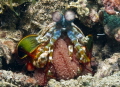   mantis shrimp  
